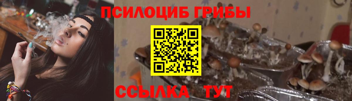 Псилоцибиновые грибы Psilocybe  Вход с VPN  Кыштым 